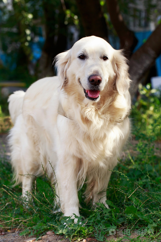 狗品种黄金猎犬