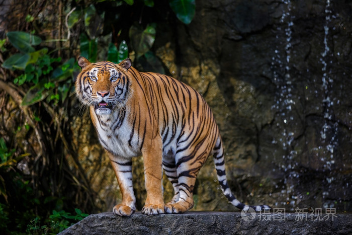印支虎步行的方式
