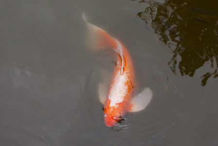 大个红鲤鱼图片