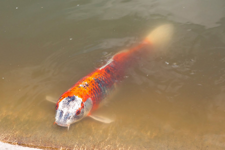 大个红鲤鱼图片