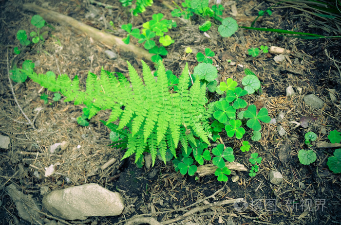 蕨类植物和苔藓绿色生长在岩石地上