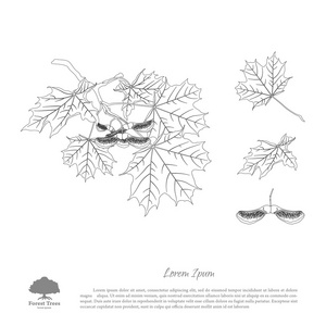 槭树传播种子的简笔画图片