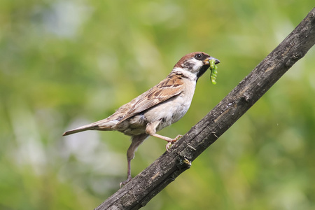 一只鸟一只麻雀抓住绿色的毛虫,坐在一棵树上照片