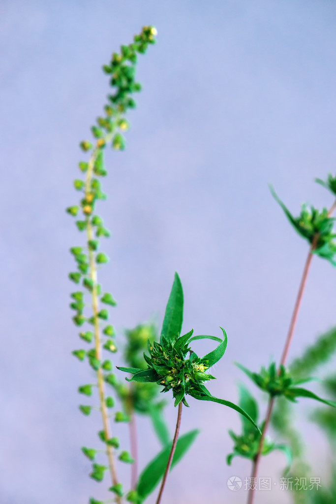 豚草或豚plantpollen是臭名远扬造成allergi