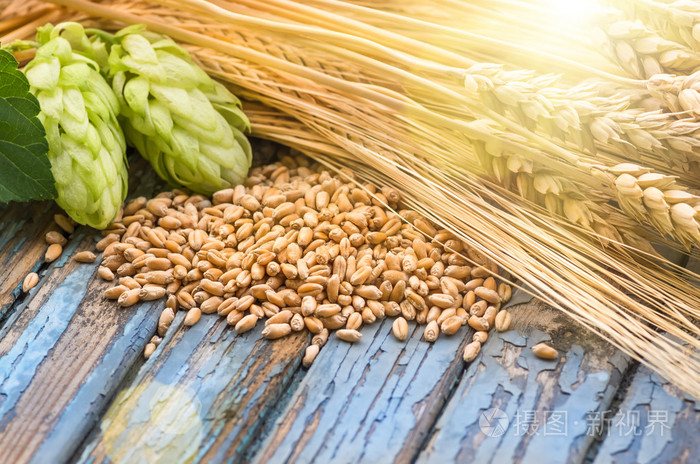 跳粒青稞大麦耳朵