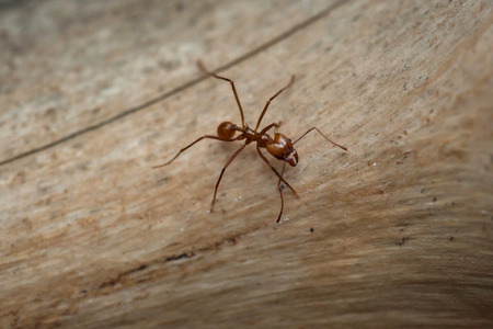 葱属阿根廷蚂蚁图片