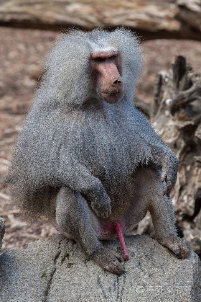 哈马德里亚斯狒狒巴布亚
