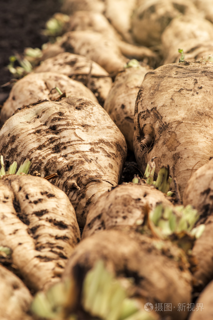 收获的糖用甜菜作物根桩