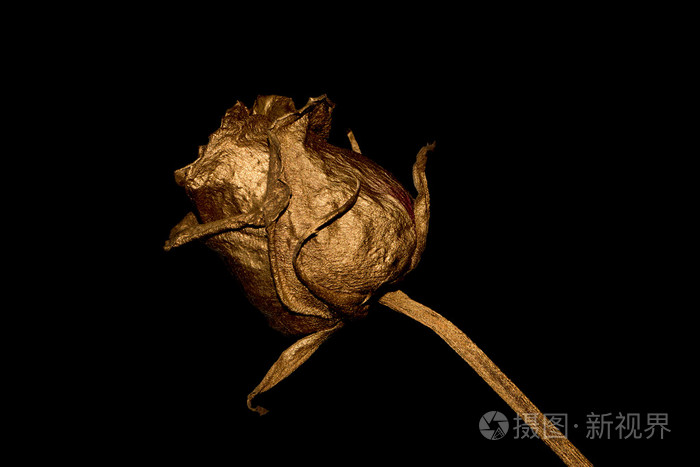 在黑色背景上的金玫瑰