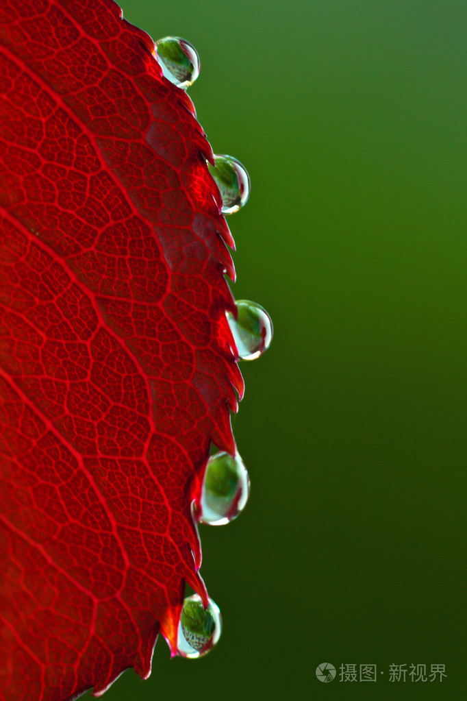 玫瑰花瓣上的露珠