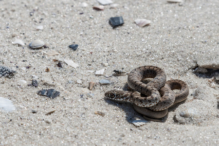 配对赛为学龄前孩子们跟踪的那条蛇在沙漠中的路径.