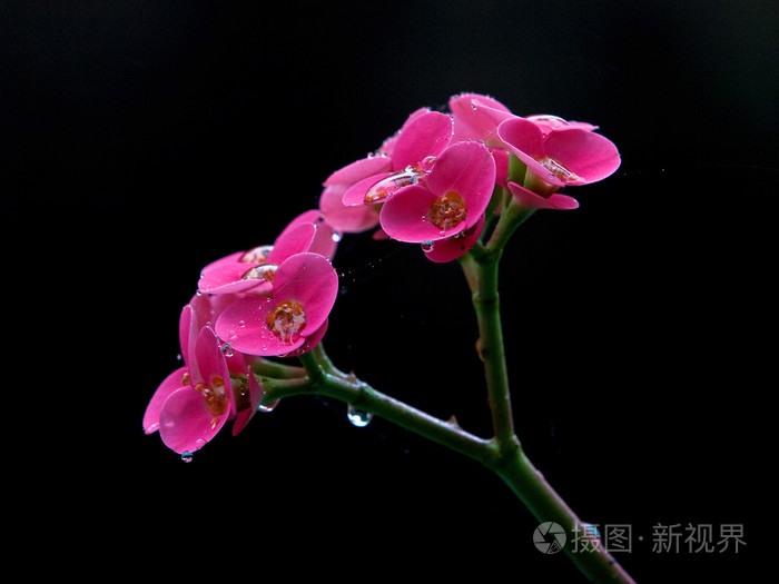 在黑色背景中的仙人掌花隔离