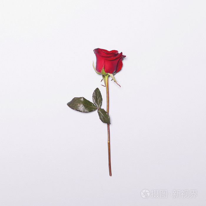 在白色的背景-红玫瑰鲜花最少平躺 con