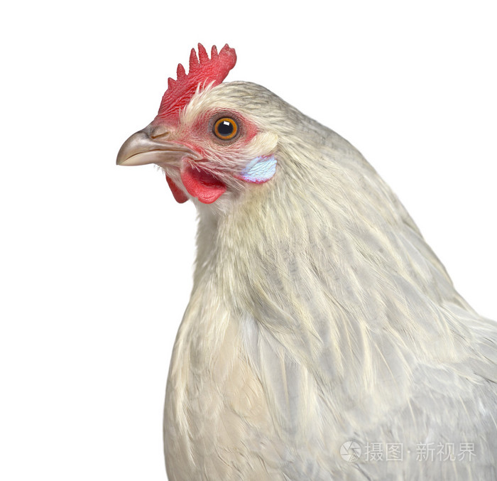 比利时的母鸡上白色孤立的特写镜头