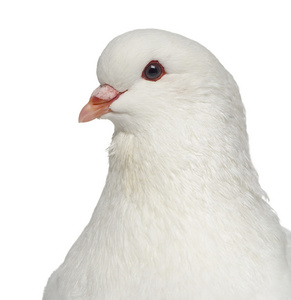 王馨瑶白丝袜图片