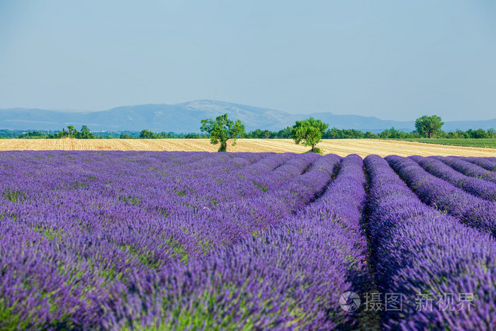 Lavanda 字段。普罗旺斯