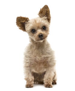 坐在白色背景下的约克夏狗照片