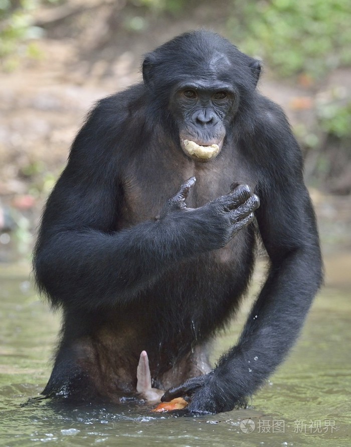倭黑猩猩站在水里