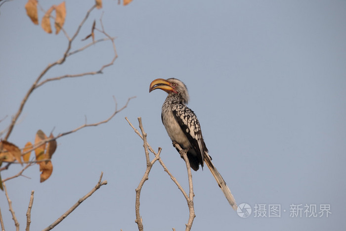 南黄嘴犀鸟，tockus leucomelas