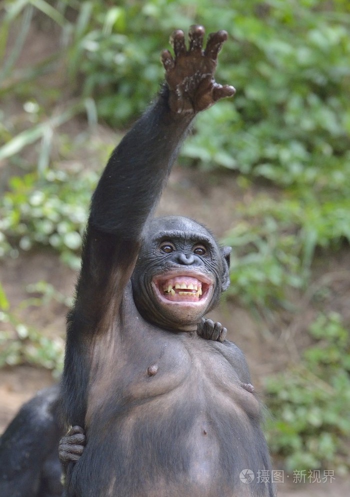 倭黑猩猩站在她的腿上