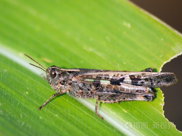 蓝翅蚱蜢oedipodacoerulescens