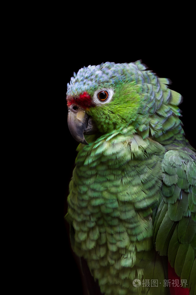 深红色的正面鹦鹉psittacara安哥拉