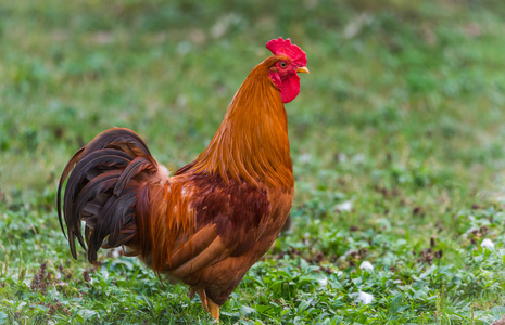 大公鸡多彩的罗得岛红公鸡.