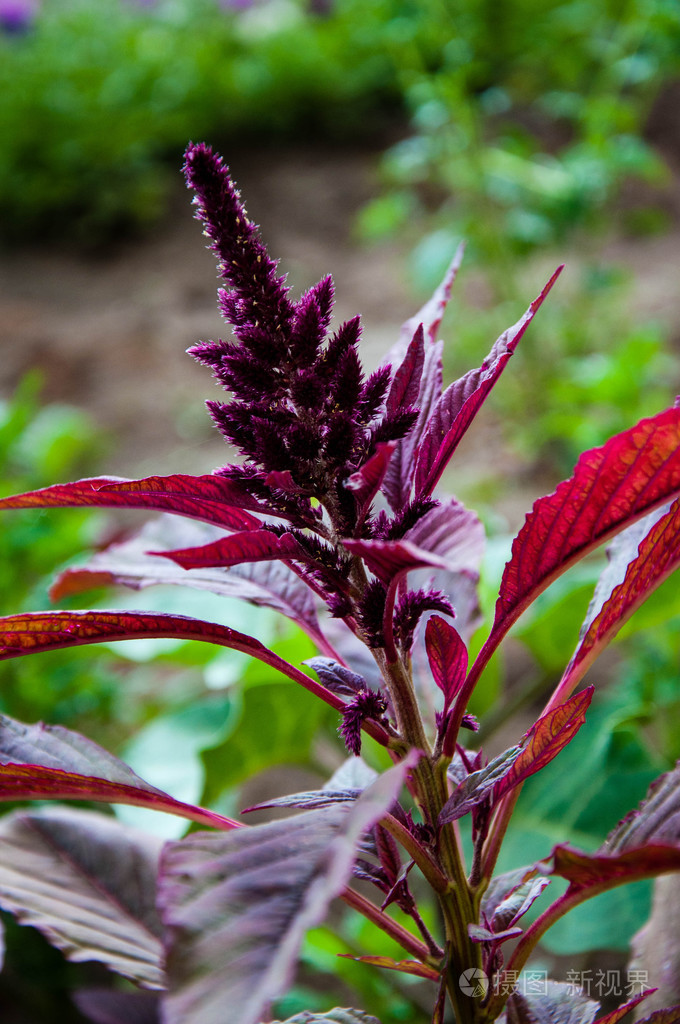 苋菜具有抗癌性质