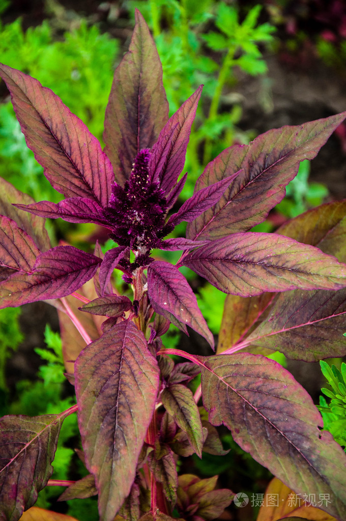 苋菜具有抗癌性质