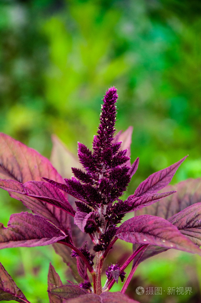 苋菜具有抗癌性质