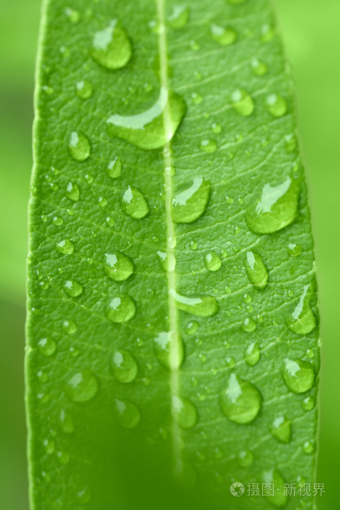 在绿色的植物叶上的水滴