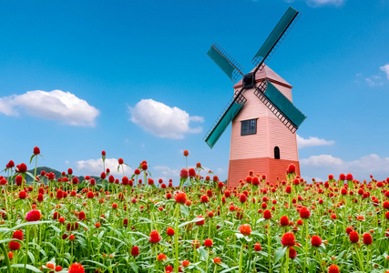 千日红花和风车和蓝色天空背景照片