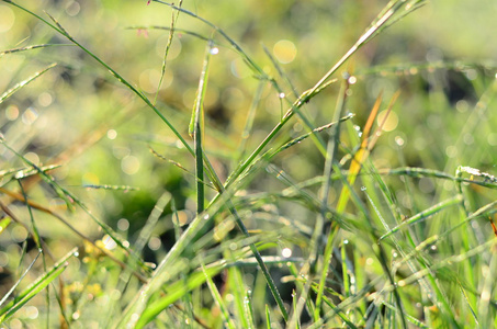 水滴在青青的草地浅景深图片