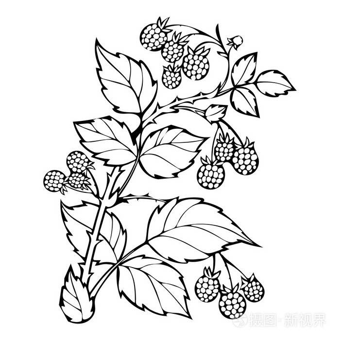 覆盆子色书素描黑白插图插画-正版商用图片1q4cqv-摄图新视界