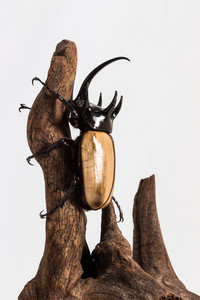 五独角犀牛甲虫照片