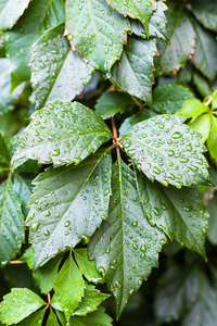 在爬山虎植物绿叶上的雨滴图片