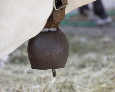 农场里的老牛铃图片老牛仔在黑色背景下听着图片切