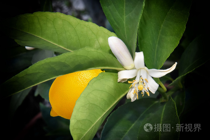 柠檬树开花授粉