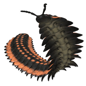 在白色的马陆图片