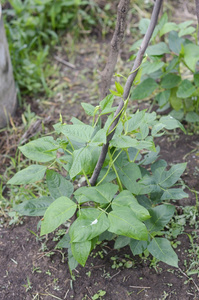 院子长豆科植物在自然庭院图片