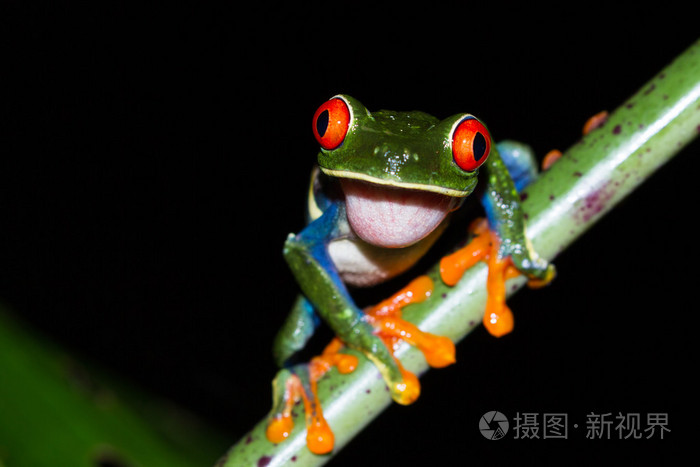 红眼树蛙agalychniscallidryas