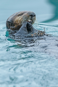 海獭漂浮在海面上图片