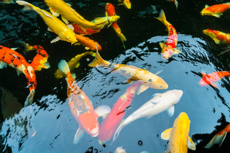 水中鱼儿五颜六色的锦鲤鱼儿在水中游泳照片
