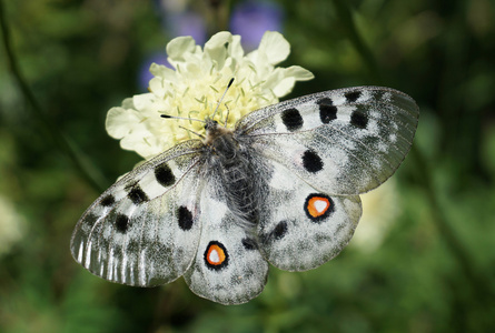 阿波罗绢蝶阿波罗蝴蝶(阿波罗)照片