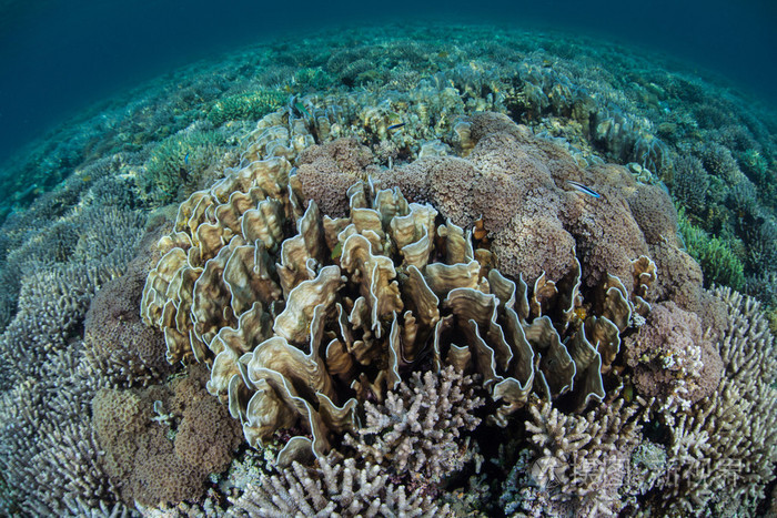 健康在热带太平洋的珊瑚礁