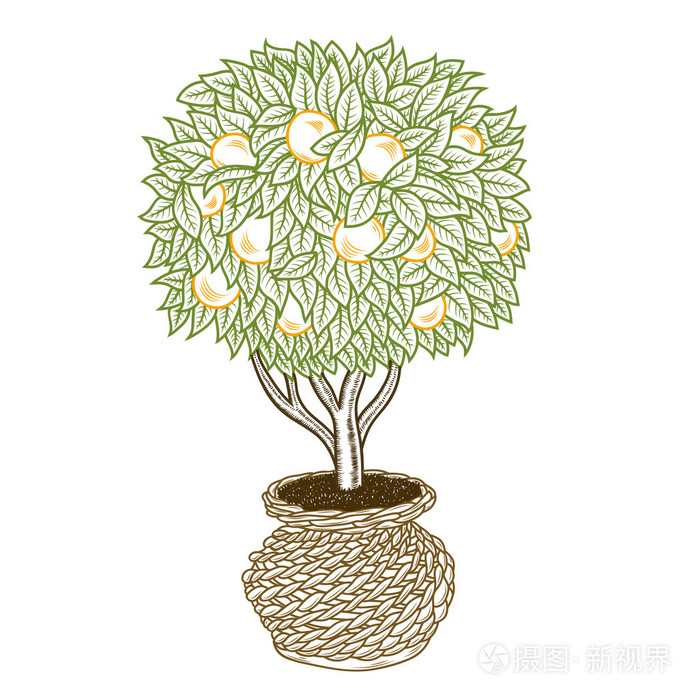 手绘的橘树