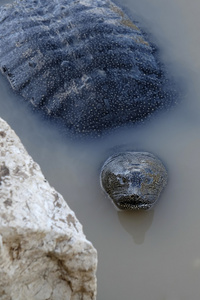 黑鳖在水中照片