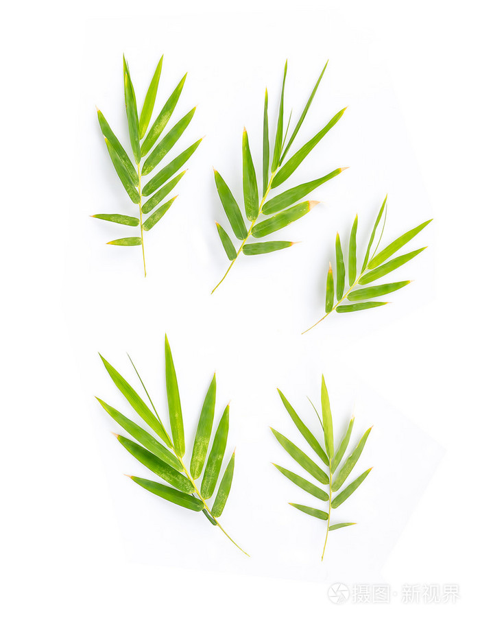 在白色背景上竹叶