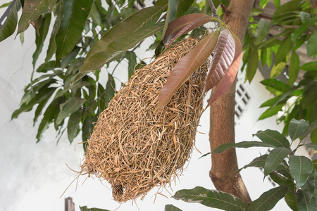 干草的巢云雀巢,巢由干草 weaverbird照片