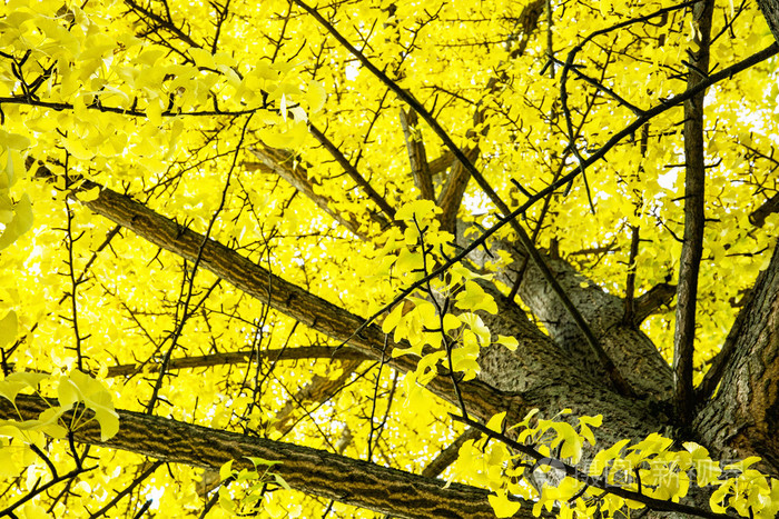 大黄树秋天自然风光